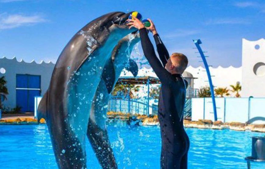 Дельфинарий шоу в Хургаде